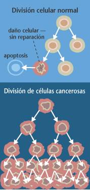 Cuando las células normales se lesionan o envejecen, mueren por apoptosis, pero las células cancerosas evitan la apoptosis.